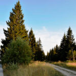 Javni uvid o nacrtu uredbe o proglašenju i studiji zaštite parka prirode “Golija”