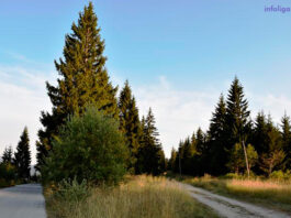 Javni uvid o nacrtu uredbe o proglašenju i studiji zaštite parka prirode “Golija”