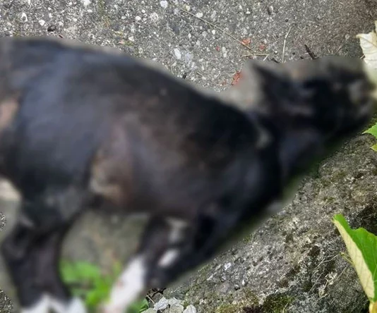 Horor u Priboju se i dalje nastavlja: Nepoznata osoba truje pse u blizini stambenih zgrada, mrtve životinje mještani viđaju ispred prozora