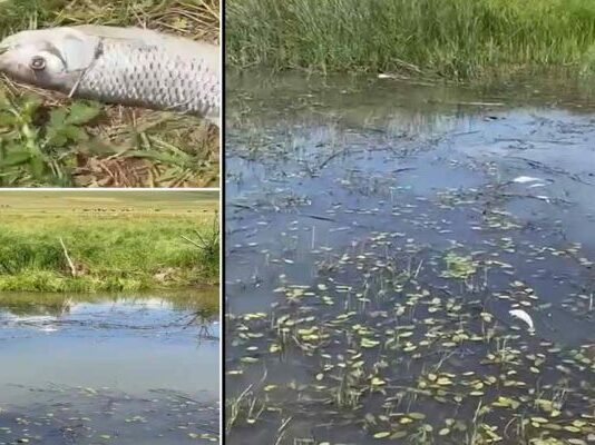 Pešter: Masovni pomor riba u Đerekarskoj rijeci