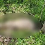 Psi lutalice upali u domaćinstvo i zaklali 15 ovaca: Mještani strahuju za djecu