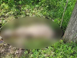 Psi lutalice upali u domaćinstvo i zaklali 15 ovaca: Mještani strahuju za djecu