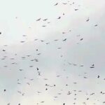 Fascinantan prizor u Sjenici: ”Nisam nikad vidio ovoliko bjeloglavih supova na jednom mjestu”