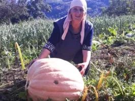 Na imanju porodice Halilović uzgojena tikva od 76 kilograma