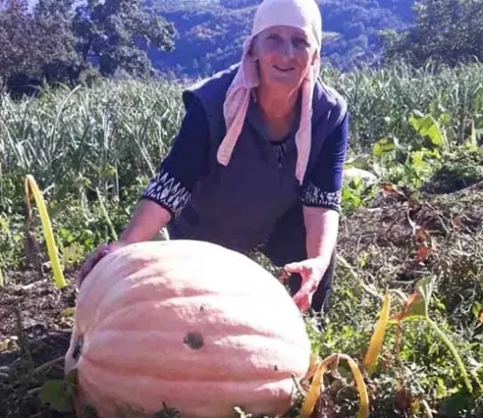Na imanju porodice Halilović uzgojena tikva od 76 kilograma