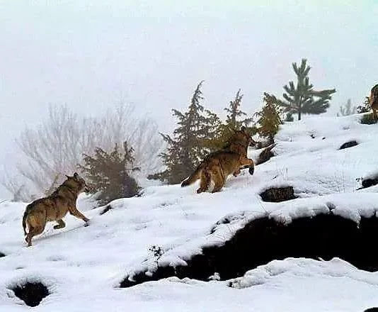 Kod Sjenice uslikan čopor vukova