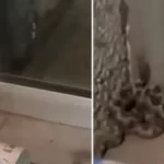 Zmija u centru Novog Pazara: Strah među građanima, stručnjaci upozoravaju na oprez