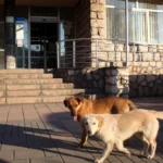 Novo obećanje – Azil za pse počinje sa radom do kraja godine