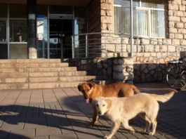 Novo obećanje – Azil za pse počinje sa radom do kraja godine