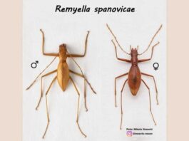 Naučnici u Đerelarskoj pećini pronašli novu vrstu insekta