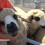 Sajam stoke na Pešteri ogledalo nade i realnosti za stočare