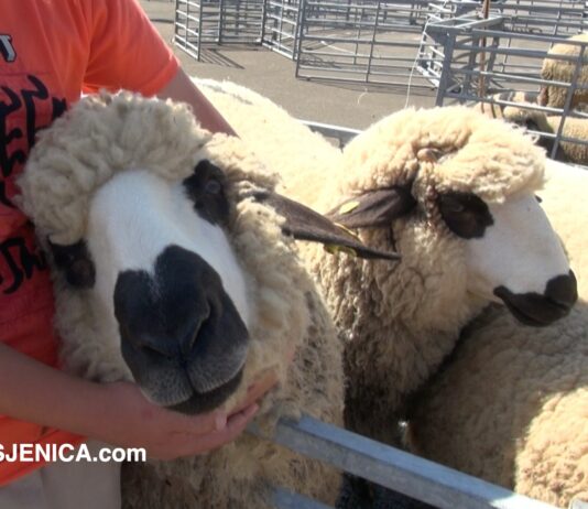 Sajam stoke na Pešteri ogledalo nade i realnosti za stočare