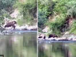 Mečka sa mečićima viđena na obali Ibra kod Tutina: Ribolovci i izletnici budite oprezni (VIDEO)