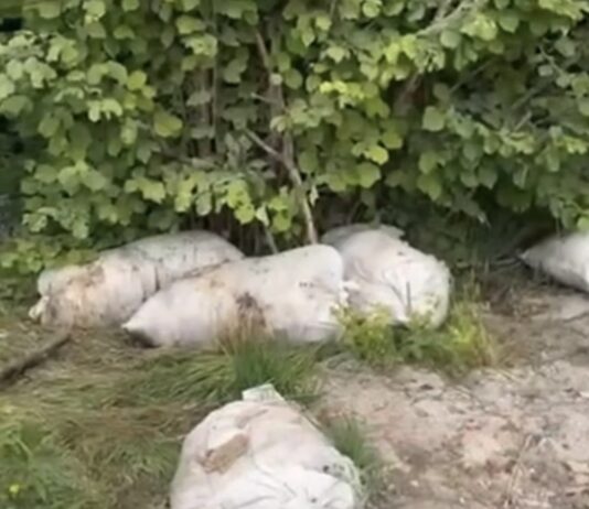 Na Golaću bačene utrobe kurbana: Zaraza prijeti cijelom kraju