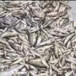 Masovni pomor ribe u Raški, među uginulima i primjerci rijetkih vrsta