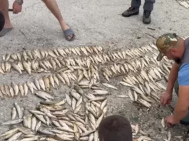 Između nenadležnosti i neodgovornosti: Dvije nedjelje poslije ekocida u Novom Pazaru i dalje se ništa ne zna