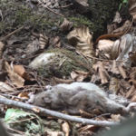 Problem na problem: Nakon haosa sa deponijom, najezda pacova i pasa lutalica