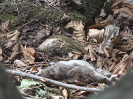 Problem na problem: Nakon haosa sa deponijom, najezda pacova i pasa lutalica