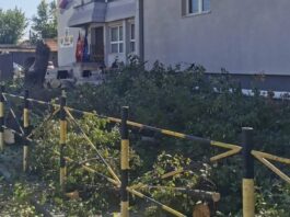 Drveće zamijenili betonom: Desetak stabala uklonjeno iz dvorišta OŠ “Stefan Nemanja”