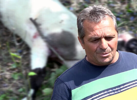 Sandžak- Psi lutalice ponovo zaklali stado ovaca (VIDEO)