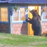 Divljina na pragu: Medved „pokucao“ na vrata porodice u selu Draga kod Tutina
