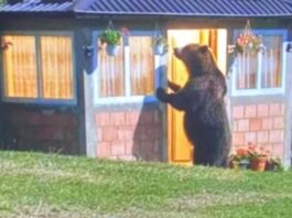 Divljina na pragu: Medved „pokucao“ na vrata porodice u selu Draga kod Tutina