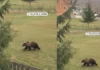 Nevjerovatna scena u Tutinu: Medvjed šeta Veljim Poljem
