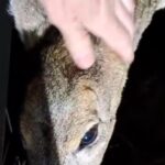 Vozač opisao nesvakidašnji susret na potezu od Nove Varoši do Prijepolja (VIDEO)