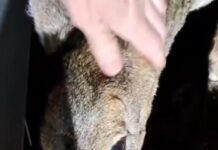 Vozač opisao nesvakidašnji susret na potezu od Nove Varoši do Prijepolja (VIDEO)