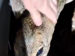 Vozač opisao nesvakidašnji susret na potezu od Nove Varoši do Prijepolja (VIDEO)