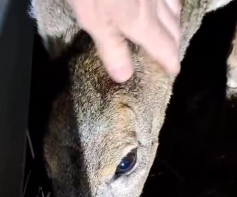 Vozač opisao nesvakidašnji susret na potezu od Nove Varoši do Prijepolja (VIDEO)