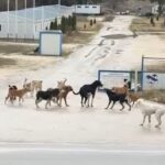 Građani Novog Pazara uznemireni – Ovo je neizdrživo, djecu ne smijemo da pustimo iz kuće (Video)