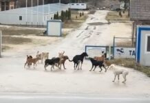 Građani Novog Pazara uznemireni – Ovo je neizdrživo, djecu ne smijemo da pustimo iz kuće (Video)