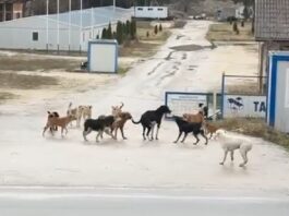 Građani Novog Pazara uznemireni – Ovo je neizdrživo, djecu ne smijemo da pustimo iz kuće (Video)