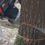 Sandžaklija zbog nelegalne sječe šume platio 2.750 eura – Policija zaplijenila 11 kubika građe