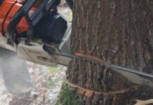 Sandžaklija zbog nelegalne sječe šume platio 2.750 eura – Policija zaplijenila 11 kubika građe