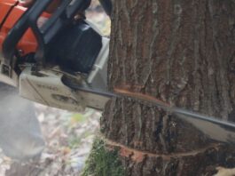 Sandžaklija zbog nelegalne sječe šume platio 2.750 eura – Policija zaplijenila 11 kubika građe