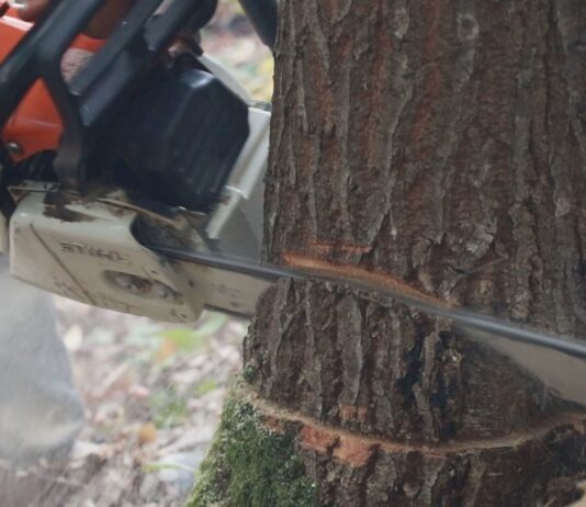 Sandžaklija zbog nelegalne sječe šume platio 2.750 eura – Policija zaplijenila 11 kubika građe