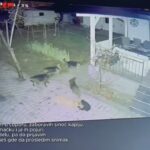 Ni dvorišta nisu sigurna: Zbog čopora pasa građani strahuju za djecu i ljubimce (VIDEO)