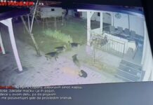 Ni dvorišta nisu sigurna: Zbog čopora pasa građani strahuju za djecu i ljubimce (VIDEO)