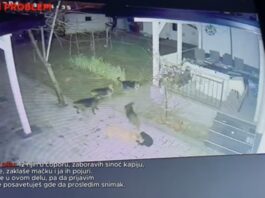 Ni dvorišta nisu sigurna: Zbog čopora pasa građani strahuju za djecu i ljubimce (VIDEO)