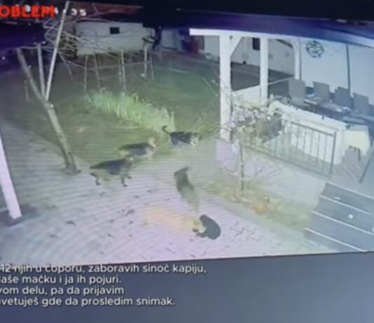 Ni dvorišta nisu sigurna: Zbog čopora pasa građani strahuju za djecu i ljubimce (VIDEO)