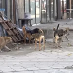 Na trgu u Tutinu sve više pasa lutalica – bezbjednost građana ugrožena (VIDEO)