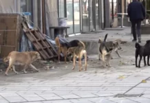 Na trgu u Tutinu sve više pasa lutalica – bezbjednost građana ugrožena (VIDEO)