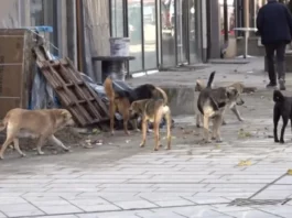 Na trgu u Tutinu sve više pasa lutalica – bezbjednost građana ugrožena (VIDEO)