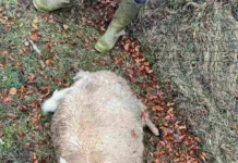 Prijepolje pod opsadom pasa lutalica:Četiri ovce masakrirane u dvorištu