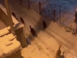 Građani Novog Pazara uznemireni: ponovo napadi pasa lutalica (VIDEO)