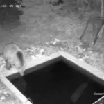 MEDVJED KAO U BANJI! Nesvakidašnji snimak kod Sjenice oduševio region