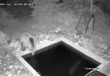 MEDVJED KAO U BANJI! Nesvakidašnji snimak kod Sjenice oduševio region