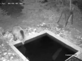 MEDVJED KAO U BANJI! Nesvakidašnji snimak kod Sjenice oduševio region